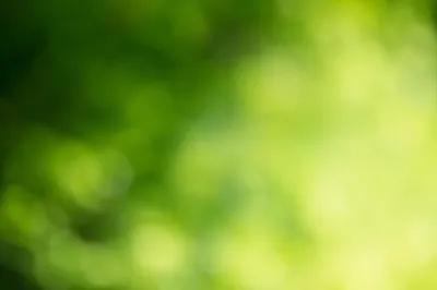 Fresh Sunlit Green Foliage Background