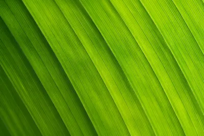 Fresh Green Leaf Macro Background