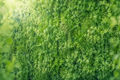 Fresh Natural Green Leaf Background