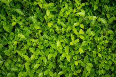 Fresh Green Leaf Wall Background