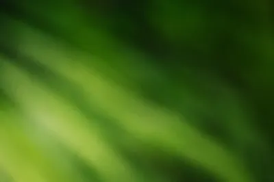 Fresh Green Foliage Blur Background