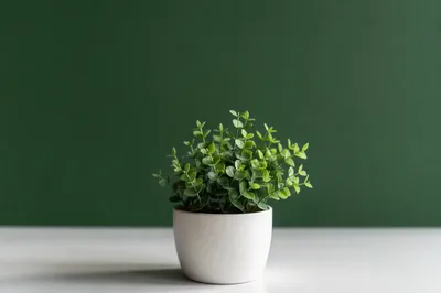 Fresh Green Plant on Solid Background
