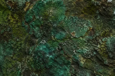Fresh Green Weathered Stone Texture Background