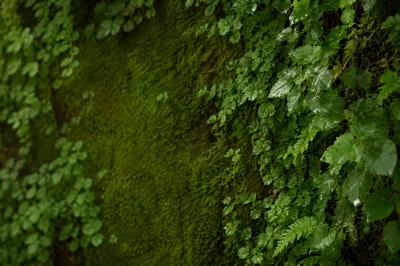 Fresh Green Leaves and Moss Background