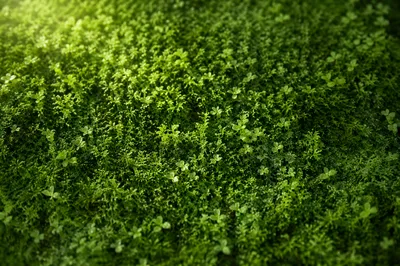 Fresh Moss and New Leaves Green Background