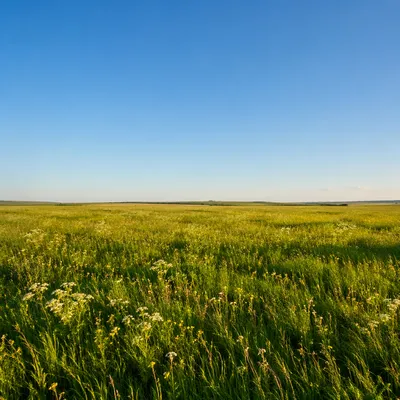 Peaceful Green Meadow Under Blue Sky