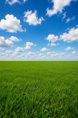 Endless Green Field Under Blue Sky