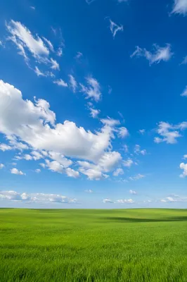 Endless Green Meadow Under Blue Sky