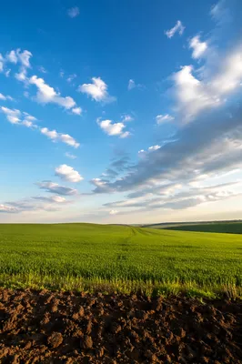 Green Field Horizon Beneath Expansive Blue Sky