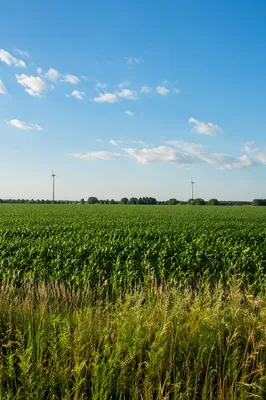 Green Field Horizon Under Open Blue Sky