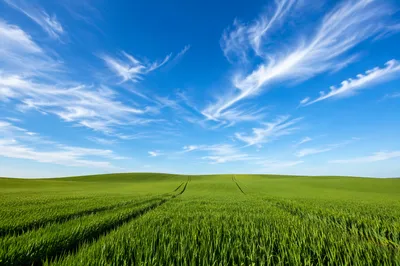 Green Field Under Expansive Blue Sky