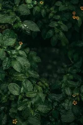 Moody Green Leaves Scripture Background