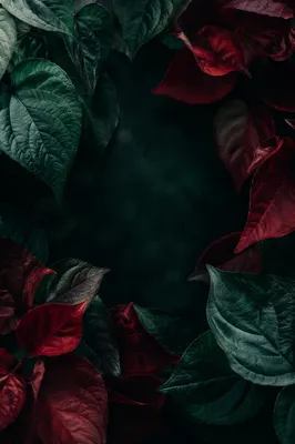 Emerald and Crimson Leaves Scripture Background