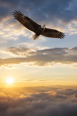Majestic Eagle Soaring in Sunrise Sky