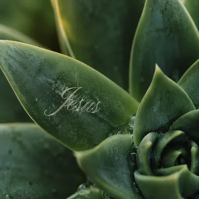 Elegant Jesus Calligraphy on Succulent Leaf