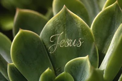 Elegant Jesus Calligraphy on Succulent Leaf