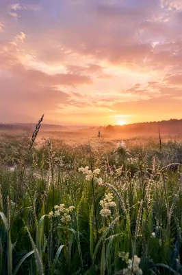 New Mercies Sunrise Meadow Background