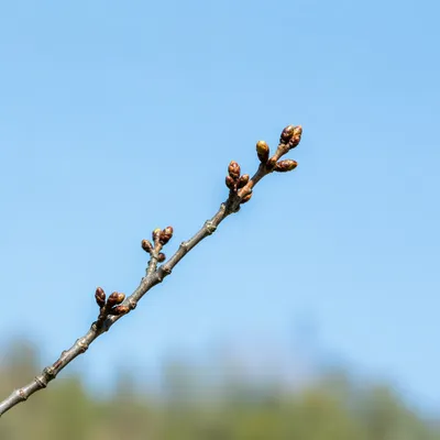 Soft Blue Sky Budding Branch Background