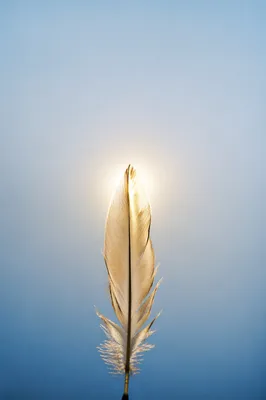 Delicate Feather Against Calming Blue Sky