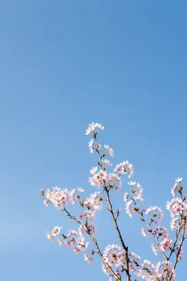 Spring Blossom Branch on Light Blue Sky