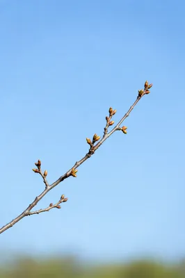 Calming Spring Branch on Light Blue Sky