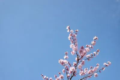 Minimalist Spring Blossoms on Light Blue Sky