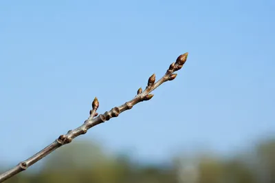 Calming Blue Sky Budding Branch Background