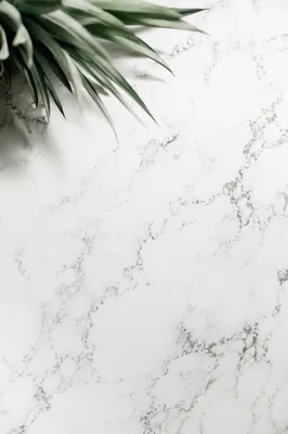 Elegant Marble Background with Tropical Leaves
