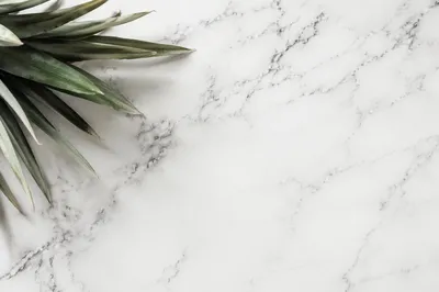 Elegant Marble Verse Background with Tropical Leaves