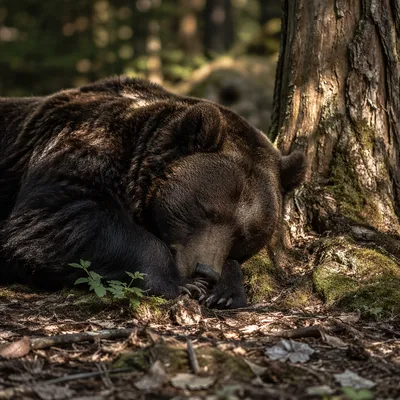 Resting Bear in Peaceful Woodland Light
