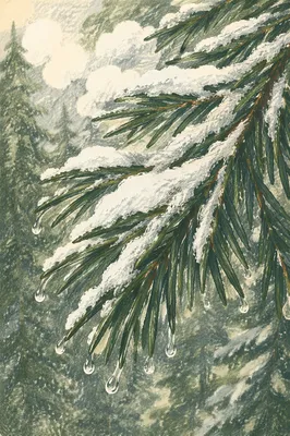 Snowy Pine Branch Winter Forest Background