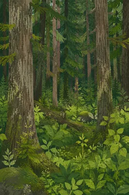 Quiet Green Evergreen Forest Background