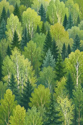 Lush Green Forest Canopy Background