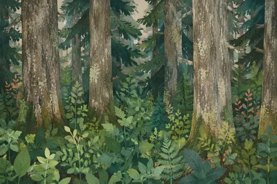 Quiet Green Evergreen Forest Background