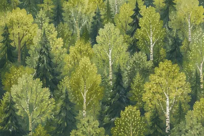 Lush Green Forest Canopy Background