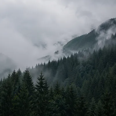 Misty Evergreen Forest Mountain Background