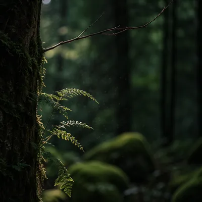 Quiet Green Forest Bokeh Background