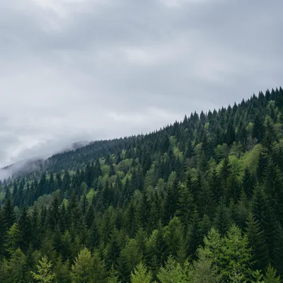Misty Green Forest Mountain Background