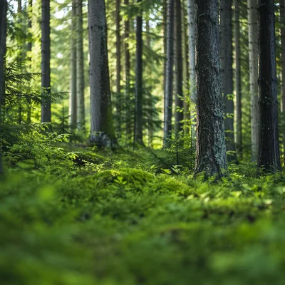 Quiet Green Conifer Forest Background