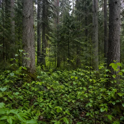 Quiet Evergreen Forest Green Nature Background