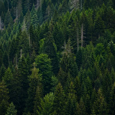 Dense Evergreen Forest Hillside Background