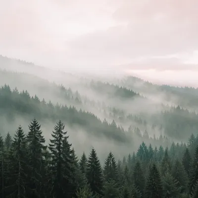 Misty Evergreen Forest Hills at Dawn