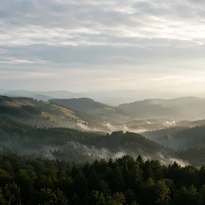 Serene Green Forest Hills Morning Landscape