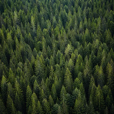 Aerial Evergreen Forest Canopy Background