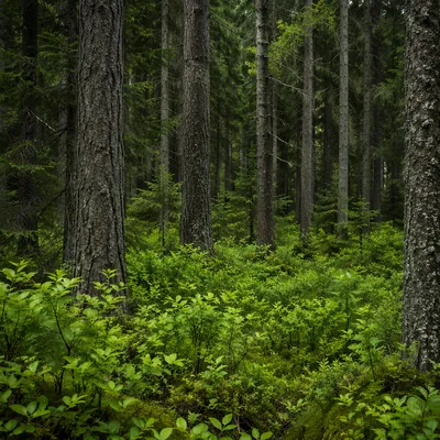 Dense Evergreen Forest Nature Background