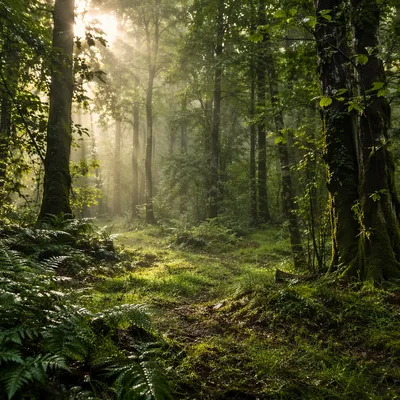 Misty Green Forest Morning Background