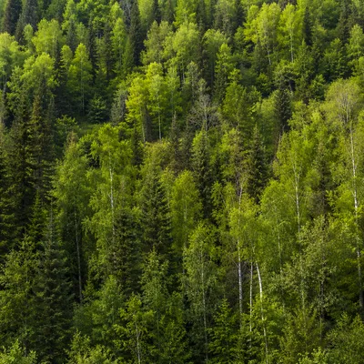 Lush Green Forest Canopy Background