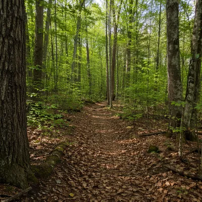 Peaceful Green Forest Path Background