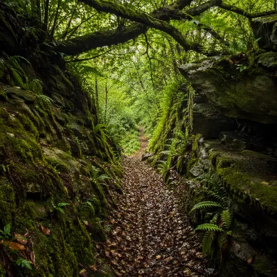 Peaceful Green Forest Ravine Path