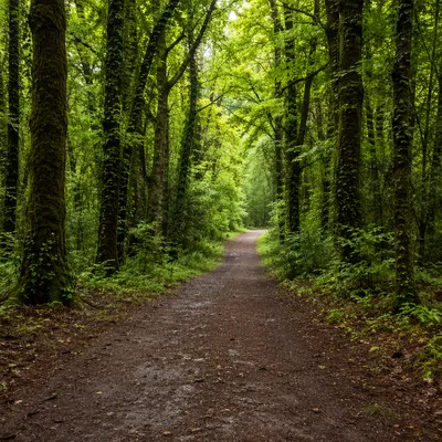 Peaceful Green Forest Footpath After Rain